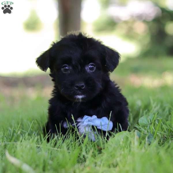 Diego, Yorkie Poo Puppy